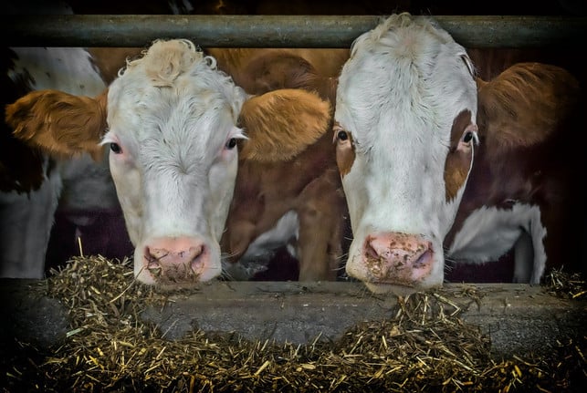 tierische-produkte-wie-fleisch-und-milch-koennen-mi-cc0-pixabay-guvo59-190206_download Tierische Produkte wie Fleisch und Milch können mitunter wertvolle Nährstoffe liefern, sind jedoch in vielerlei Hinsicht problematisch.
