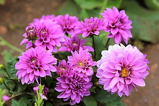 dahlien-benoetigen-ausreichend-platz-um-gut-zu-ged-cc0--pixabay--begonvilliev-250519_download Dahlien benötigen ausreichend Platz, um gut zu gedeihen.