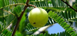 amla öl indische Gansbeere