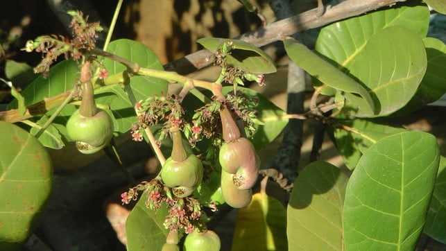 unreife-cashewaepfel-am-baum-cc0-pixabay-tommy-online-180328_download Unreife Cashewäpfel am Baum.