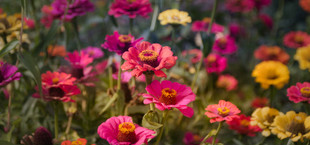 zinnia
