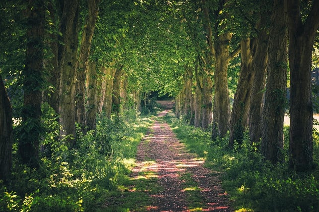 wald-statt-rummel-oft-entspannender-fuer-kind-und-cc0-pixabay-tama66-230415_download Wald statt Rummel: oft entspannender für Kind und Eltern