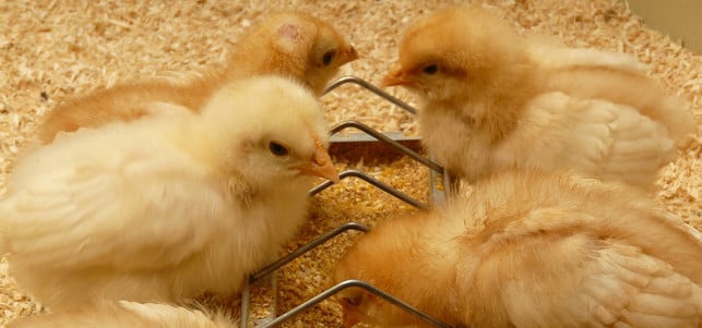 huehner-kueken-bio-tierhaltung-pb-cc0-190613-1280x600 Hühner-Küken - Bio-Tierhaltung