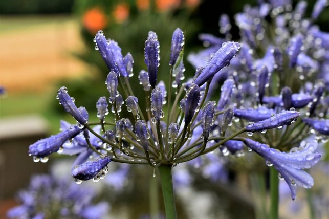 Agapanthus überwintern So schützt du die Schmucklilie vor dem Winter