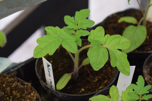 deutlich-sichtbar-die-runden-keimblaetter-cc0-pixabay-jennyjohansson-190725_download Wenn du Tomaten pikieren möchtest, brauchst du unter anderem saubere Töpfchen.