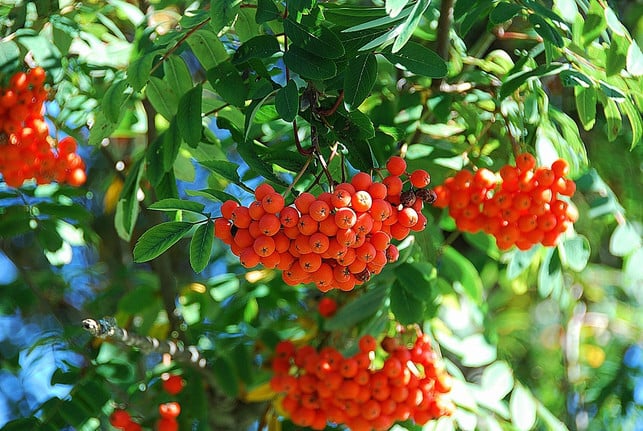 dass-vogelbeeren-giftig-sind-ist-eine-weitverbrei-cc0-pixabay-hoerwin56-230718_download Dass Vogelbeeren giftig sind, ist eine weitverbreitete, aber falsche Annahme.