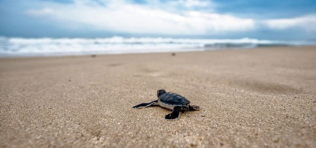 Besonders junge Schildkröten fallen unserem Plastikmüll oft zum Opfer.