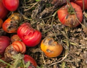 braunfäule tomaten