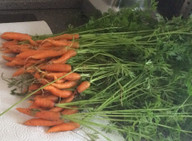 karotten pesto selber machen karotten pesto selber machen