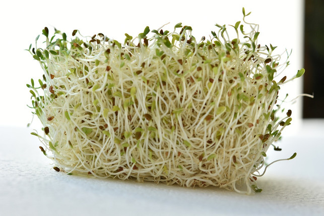 alfalfa-sprossen-enthalten-viele-saponine-die-das-cc0-pixabay-miroro-190609_download Alfalfa-Sprossen enthalten viele Saponine, die das Immunsystem stärken.