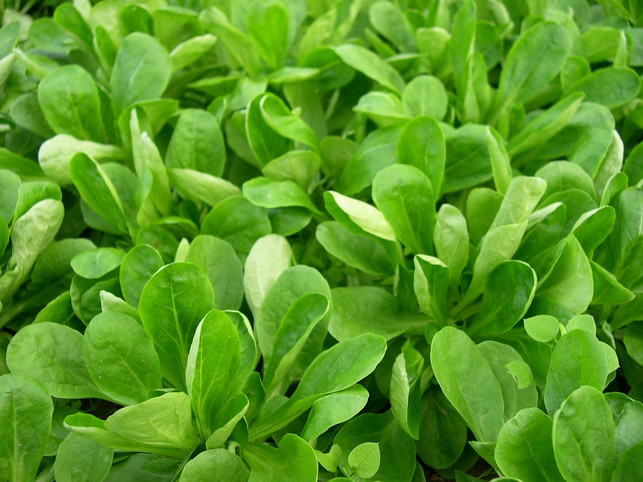 feldsalat-ist-nach-fuenf-bis-sieben-wochen-ernterei-cc0-pixabay-david_kaspar-190414_download Feldsalat ist nach fünf bis sieben Wochen erntereif.