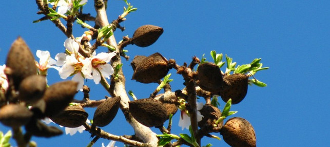 mandeln-x-baum-170626-1280x570 Mandeln am Baum