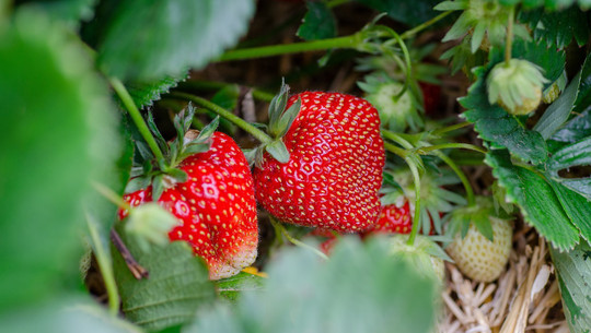 erdbeeren-knoblauch-cc0-pixabay-kathas_fotos-230428 erdbeeren knoblauch