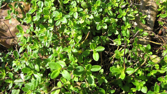 zitronenthymian-cc0-pixabay-wikimediaimages-190527 zitronenthymian