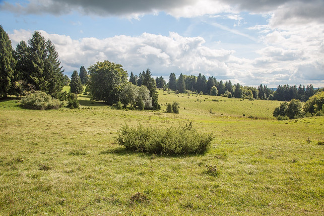 kriechwacholder-waechst-auch-ohne-viel-pflege-cc0-pixabay-maxmann-190531_download Kriechwacholder wächst auch ohne viel Pflege