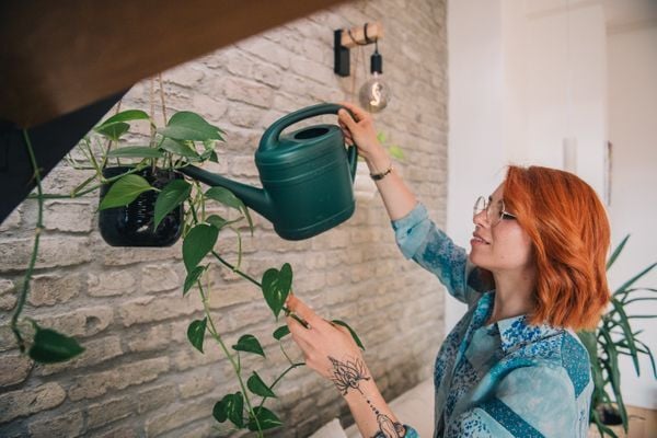 die-efeutute-ist-eine-pflegeleichte-zimmerpflanze-zacharie-scheurerdpa-tmn-250117_download Die Efeutute ist eine pflegeleichte Zimmerpflanze.