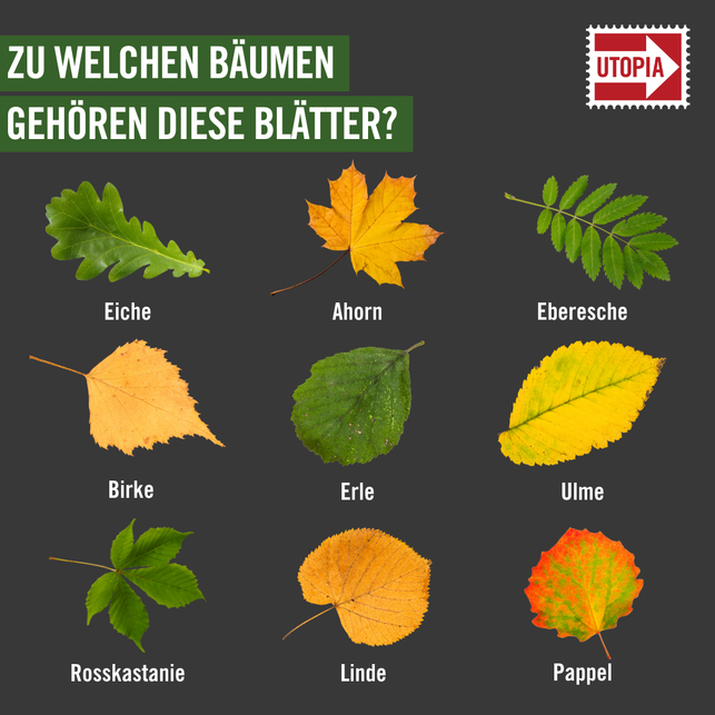 blaetterquiz-hier-kommt-die-aufloesung-einfuegen-bitte-231117_download Blätterquiz: Hier kommt die Auflösung!