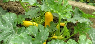zucchini schneiden