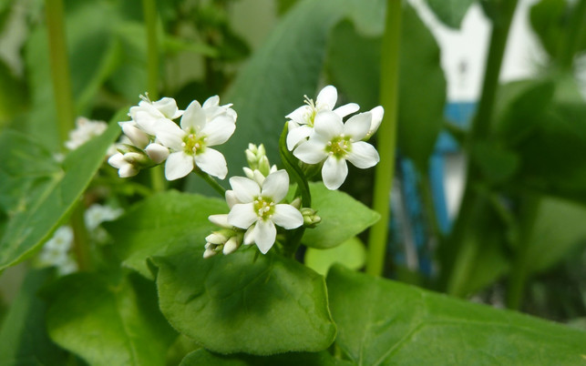 essbare-blueten-p-buchweizen-170502-1280x800 Bienenweide & Essbare Blüten: Buchweizen