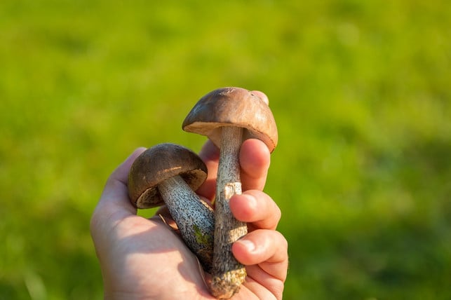 zwei-herrliche-birkenpilze-cc0-public-domain-pixabay-jarmoluk-170830_download Beim Pilzesammeln können Apps oder Pilzbestimmungsbücher helfen.