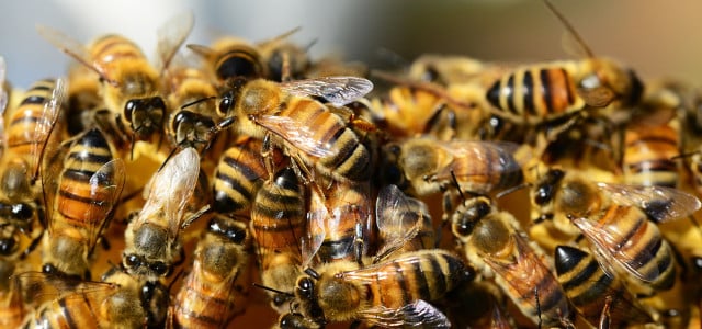 Bienen sterben Neonicotinoide