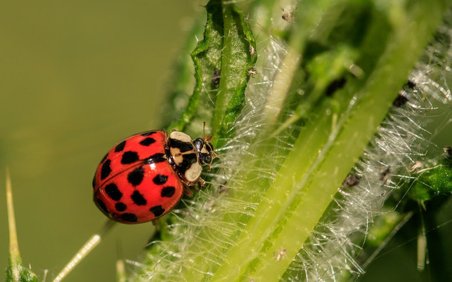 asiatische-marienkaefer-haben-mehr-punkte-als-deuts-cc0-pixabay-myriams-fotos-200827_download Asiatische Marienkäfer haben mehr Punkte als deutsche Marienkäfer.