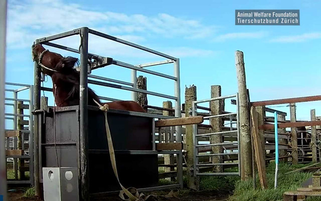 Videoaufnahmen von Pferden auf Blutfarmen Die trächtigen Stuten werden mit Seilen an der Box festgemacht. Während ein dicker Schlauch das Blut aus dem Hals abnimmt.