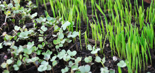 Aussaat im Dezember – was jetzt noch möglich ist (Foto: CC0 Public Domain / Pixabay, coloboque) Aussaat im Dezember – was jetzt noch möglich ist