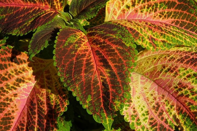 gemustertes-blattwerk-von-buntnesseln-cc0-pixabay-music4life-190629_download Gemustertes Blattwerk von Buntnesseln