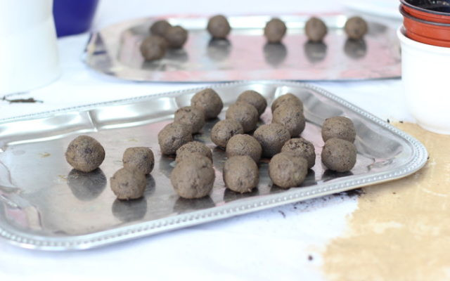 Seed Bombs basteln Seed Bombs basteln