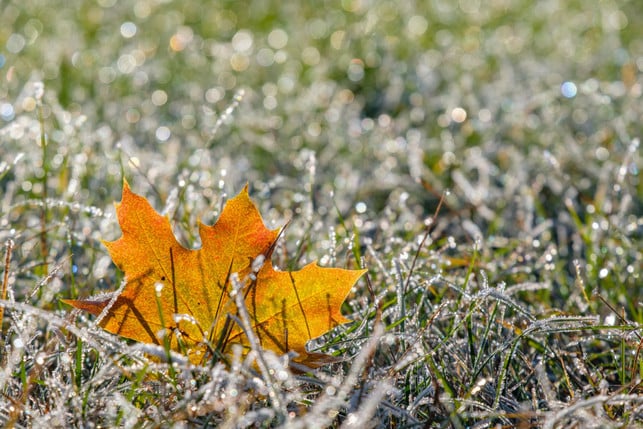 das-letzte-mal-rasenmaehen-solltest-du-vor-dem-erst-cc0--pixabay--bru-no-250926_download Das letzte Mal Rasenmähen solltest du vor dem ersten Frost.