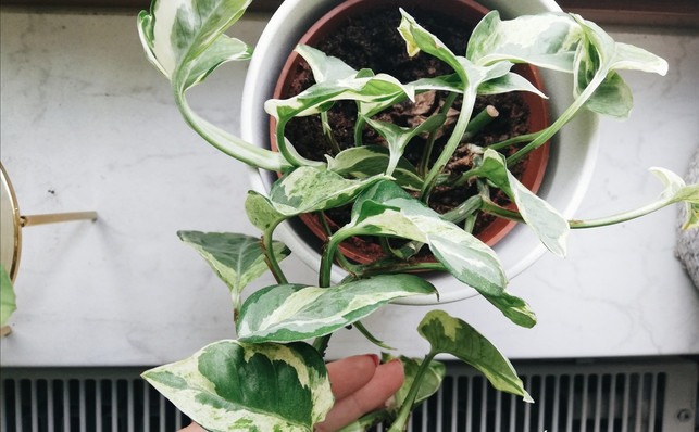 Processed with VSCO with a6 preset Die Efeutute N'Joy kannst du einfach mit Ablegern vermehren.