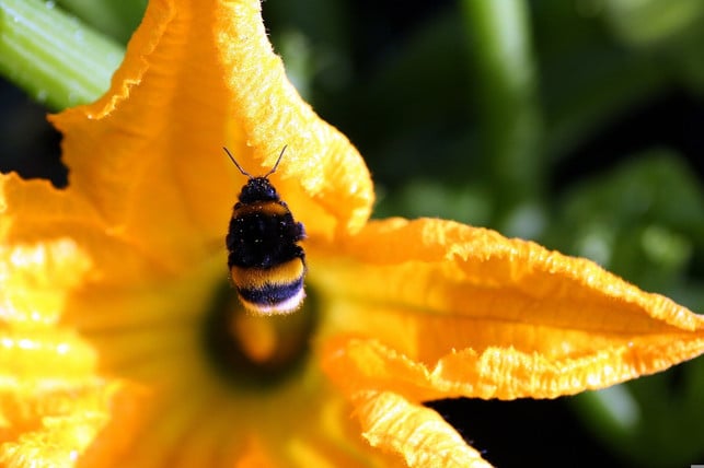 baue-zierkuerbisse-und-zucchini-nicht-zusammen-an-cc0-pixabay-rycky21-220922_download Baue Zierkürbisse und Zucchini nicht zusammen an. Ansonsten können Insekten mit den Pollen Bitterstoffe übertragen.