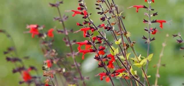 Blüten des Ananassalbei