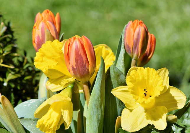 befolgst-du-unsere-tipps-kannst-du-narzissen-in-d-cc0-pixabay-ralphs_fotos-230323_download Befolgst du unsere Tipps, kannst du in einer Vase zum Beispiel auch Osterglocken mit anderen Frühlingsblumen mischen.