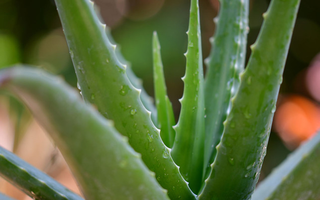pisauikan-N29JXkNO1xI-unsplash_1280x800px Aloe Vera SANTE Naturkosmetik natürliche Feuchtigkeitspflege