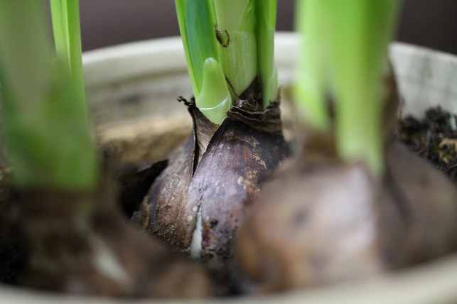 tulpen-solltest-du-am-besten-oberirdisch-uebersomme-cc0-pixabay-cheshirecat11-230624_download Tulpen solltest du am besten oberirdisch übersommern.