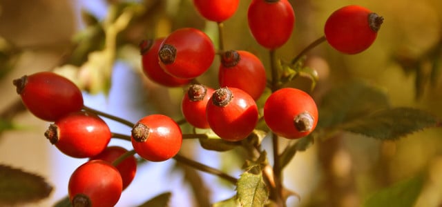 Hagebutten entkernen