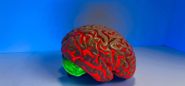 Gehirnatlas: "Beginn einer neuen Ära in der Hirnforschung"