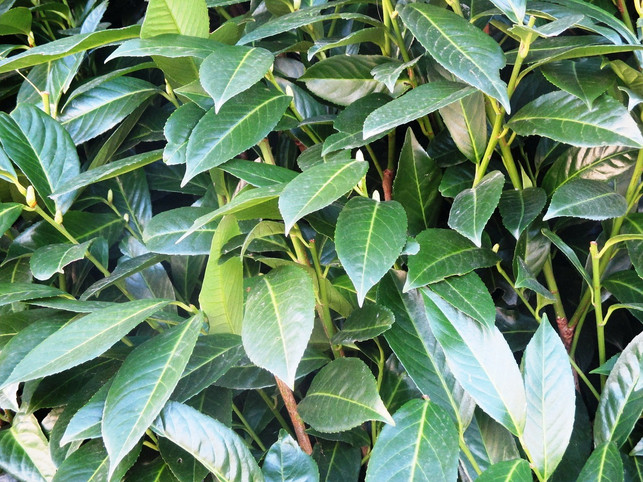 damit-die-kirschlorbeer-hecke-gesund-bleibt-sollt-cc0-pixabay-seelenbluete-190228_download Damit die Kirschlorbeer-Hecke gesund bleibt, solltest du einige Blätter entfernen.