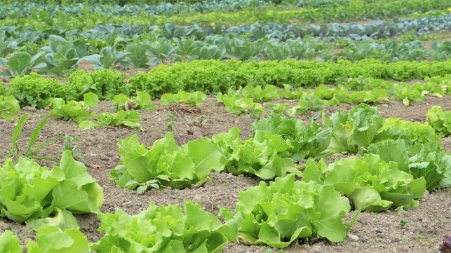 Avoid phosphates with organic farming.