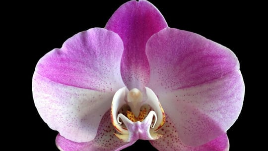orchideen-pflegen-cc0-pixabay-ben_kerckx-171017 Orchideen pflegen