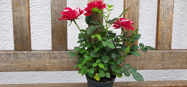 Mini-Rosen im Topf: Nachhaltige Alternative zum Rosenstrauß?
