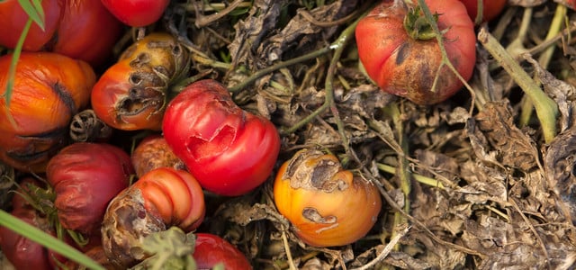 braunfäule tomaten