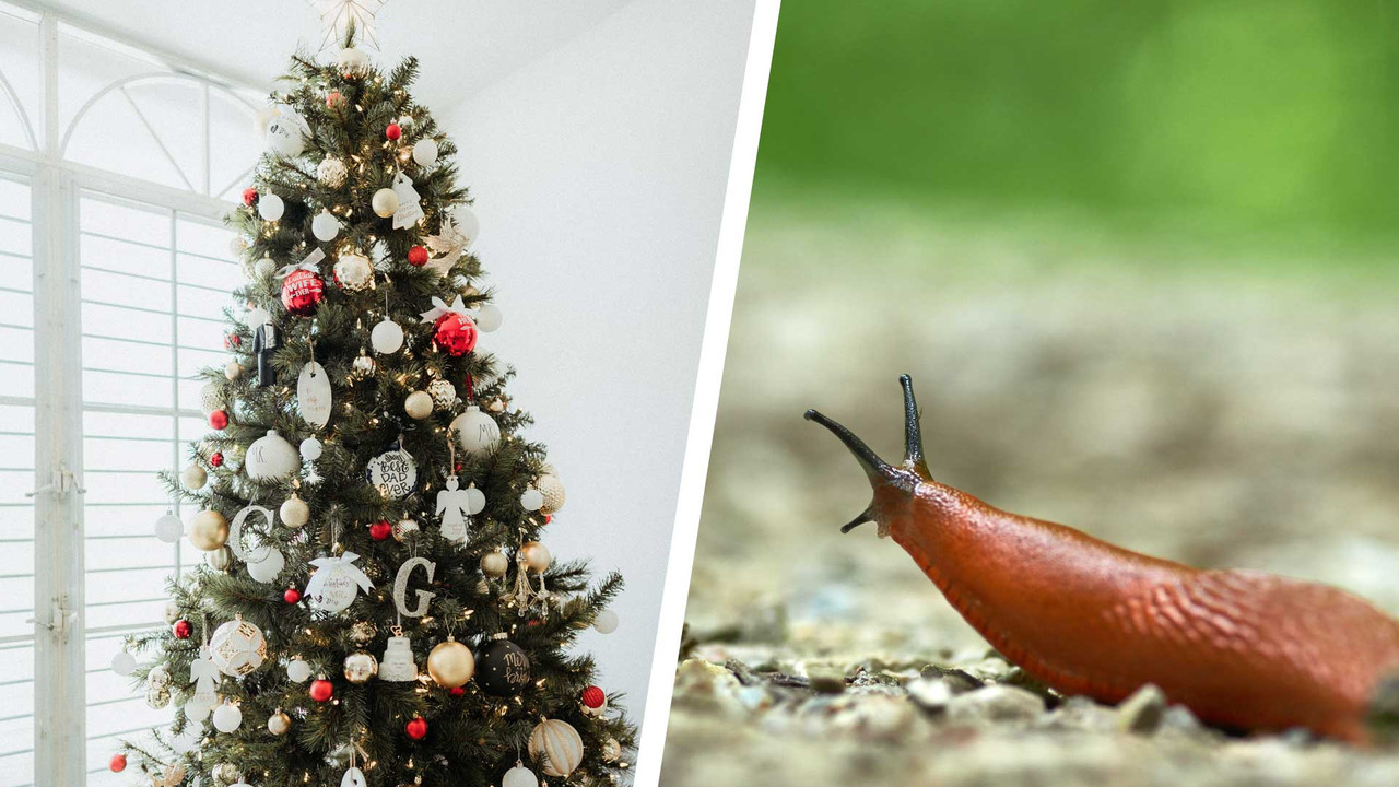 Hilft gegen Schnecken: Weihnachtsbaum im Garten nutzen - Utopia.de