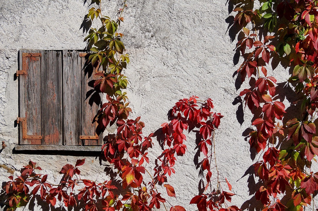 roter-wein-faerbt-sich-im-herbst-rot-cc0-pixabay-suju-180629_download Roter Wein färbt sich im Herbst rot