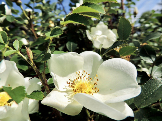 die-bibernellrose-besticht-mit-weissen-blueten-cc0-pixabay-cairomoon-200530_download Die Bibernellrose besticht mit weißen Blüten.