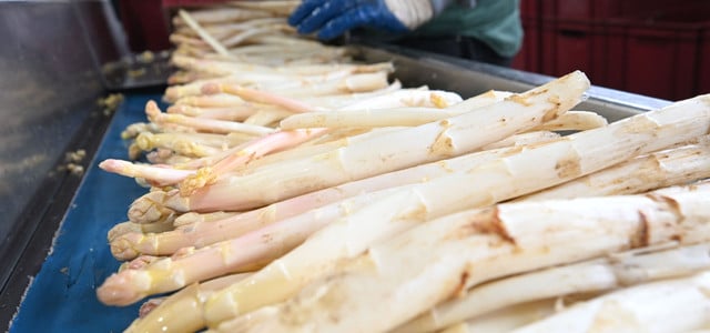Spargel