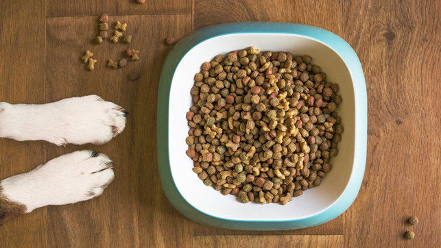 co2-pfotenabdruck-hund-fressen-pb-mattycoulton-210322-1280x720-1 Insbesondere Hundefutter ist klimaschädlich