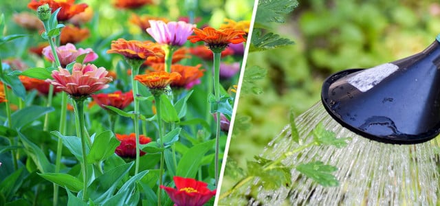 Balkon und Garten in der Urlaubszeit: Wer seine Pflanzen gut erzieht, hat weniger Probleme